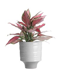 Photo of Beautiful Aglaonema plant in pot isolated on white. Interior accessory