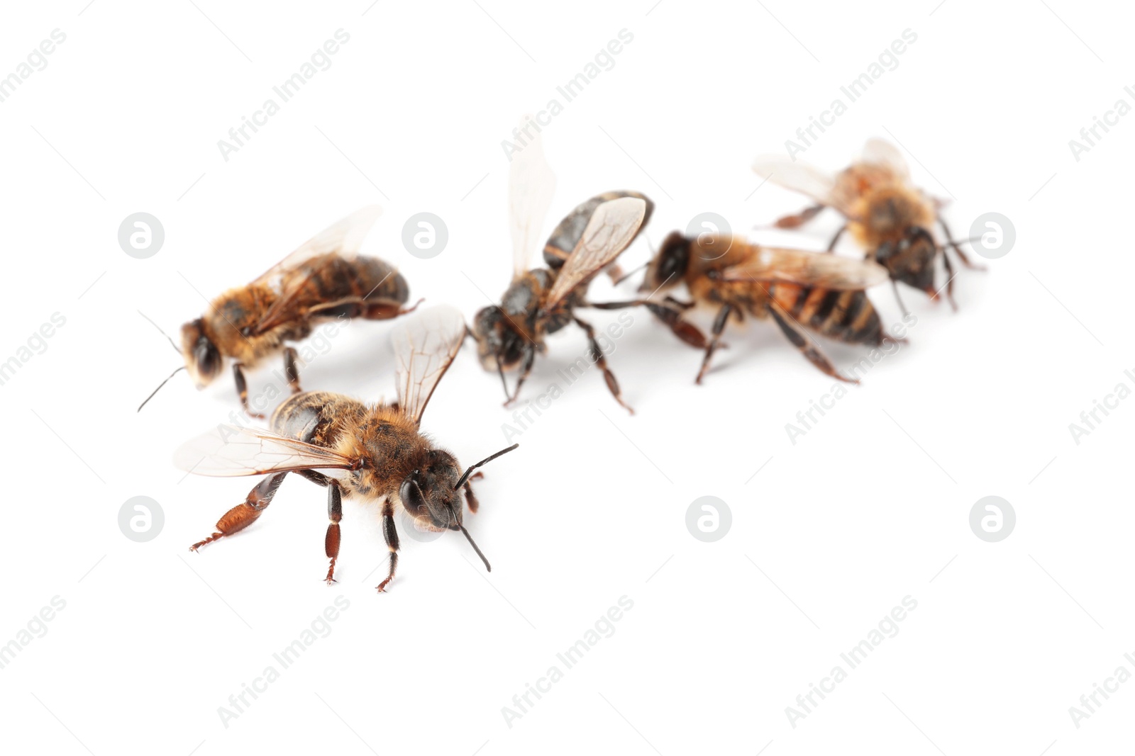 Photo of Beautiful honeybees on white background. Domesticated insects