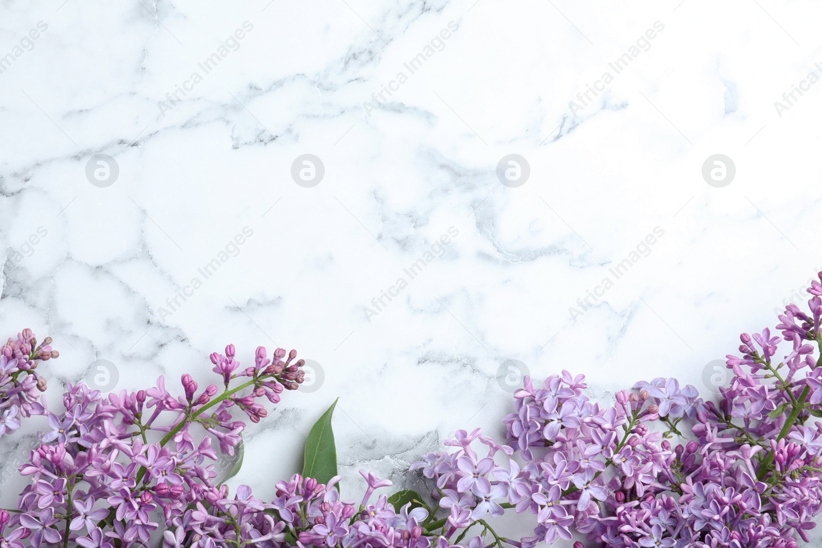 Photo of Blossoming lilac flowers on marble table, flat lay. Space for text