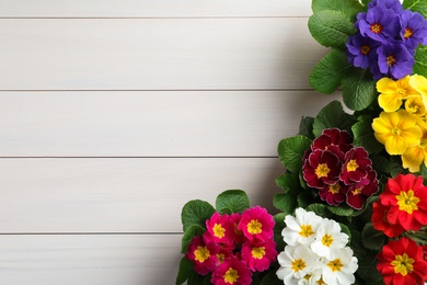 Beautiful primula (primrose) plants with colorful flowers on white wooden table, flat lay and space for text. Spring blossom