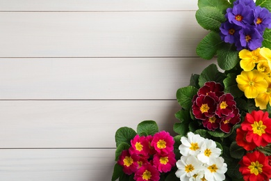 Photo of Beautiful primula (primrose) plants with colorful flowers on white wooden table, flat lay and space for text. Spring blossom