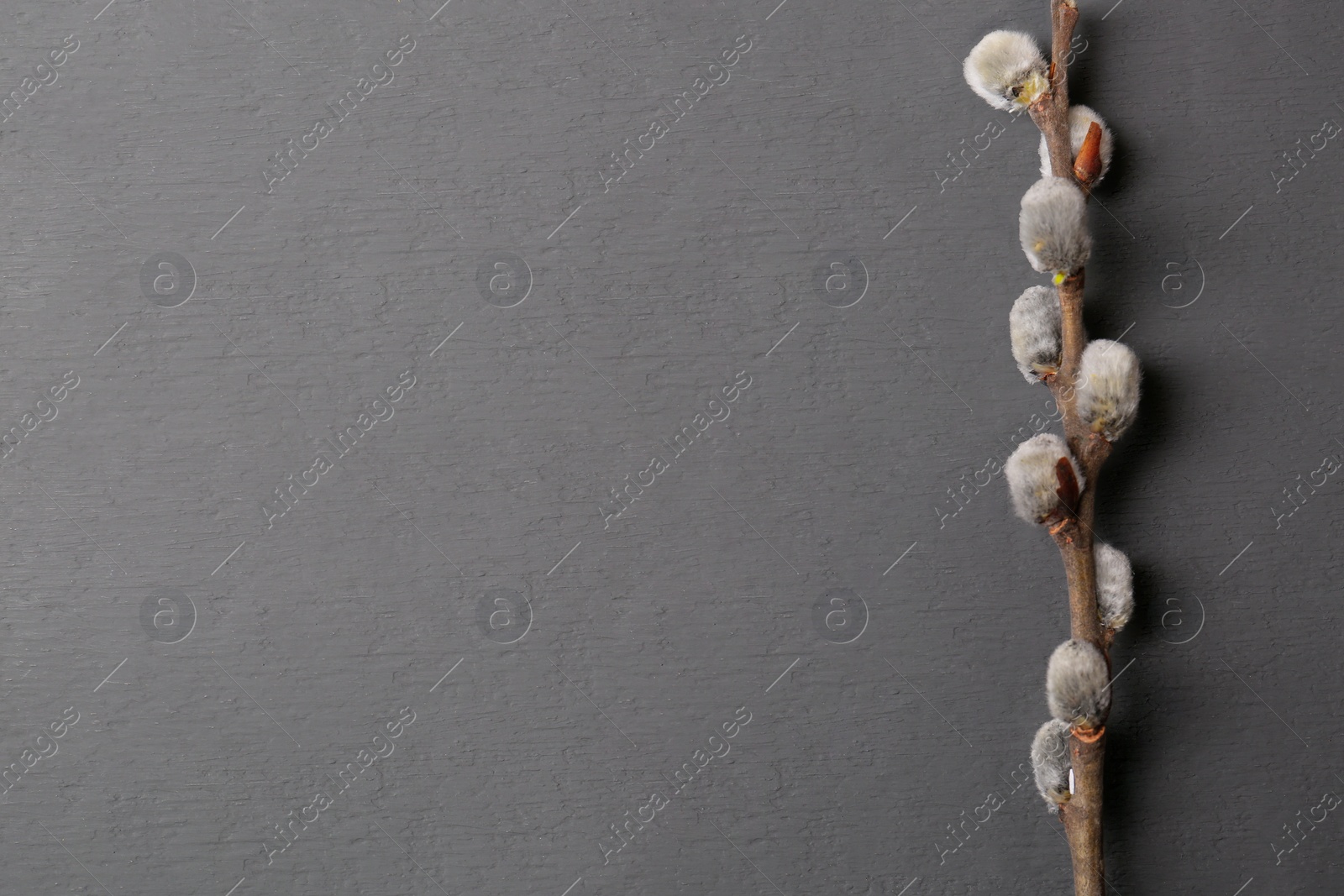 Photo of Beautiful willow branch with fuzzy catkins on grey table, top view. Space for text