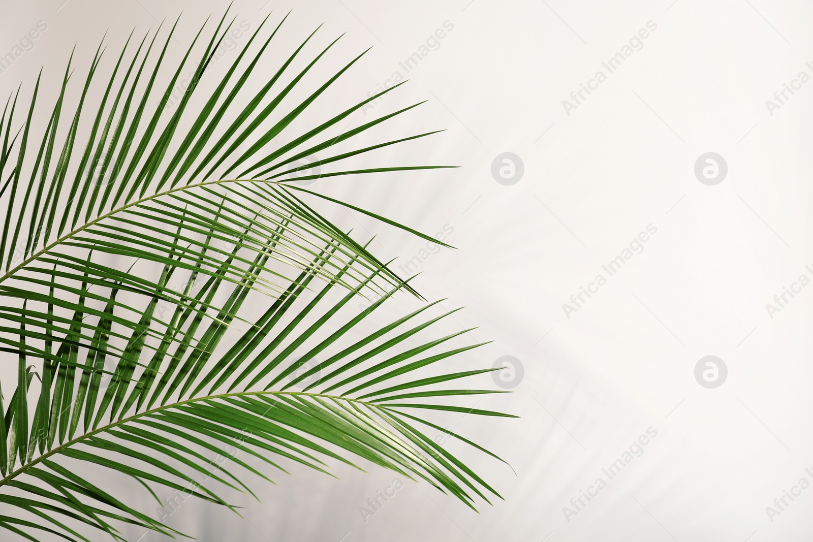 Photo of Fresh tropical date palm leaf on light background