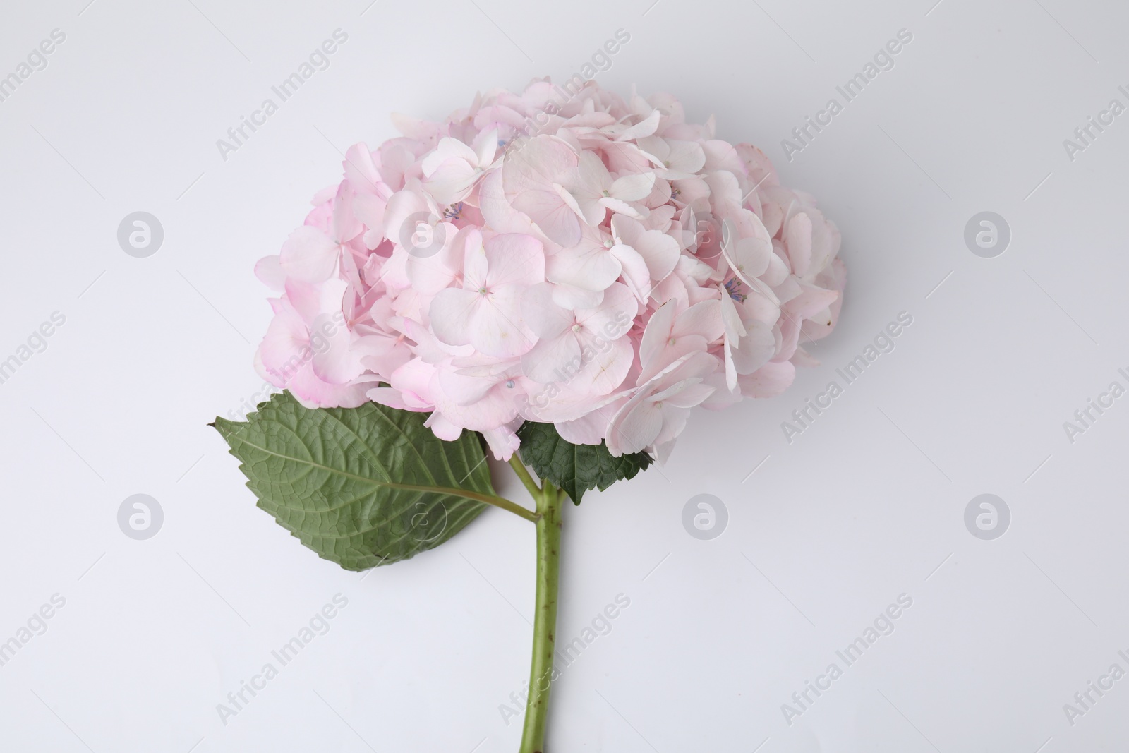 Photo of Beautiful pastel pink hydrangea flower on white background, top view