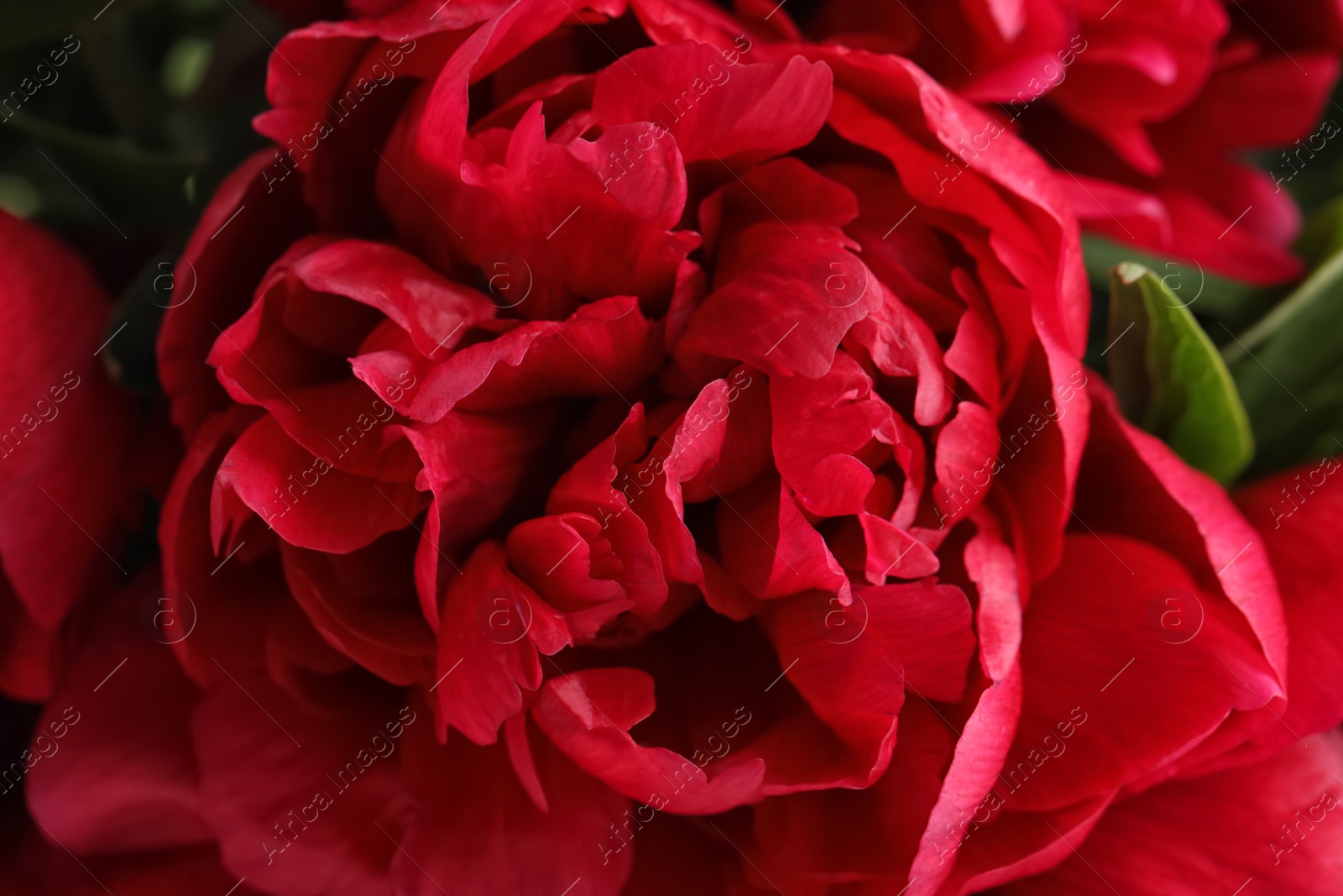 Photo of Beautiful red peonies as background, closeup view