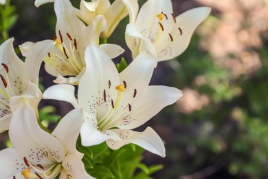 Photo of Beautiful blooming lily flowers in garden, closeup