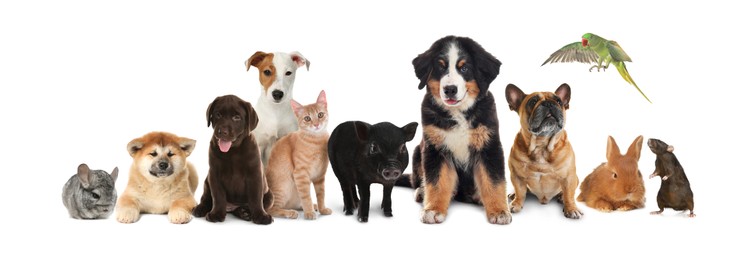 Group of cute pets on white background. Banner design