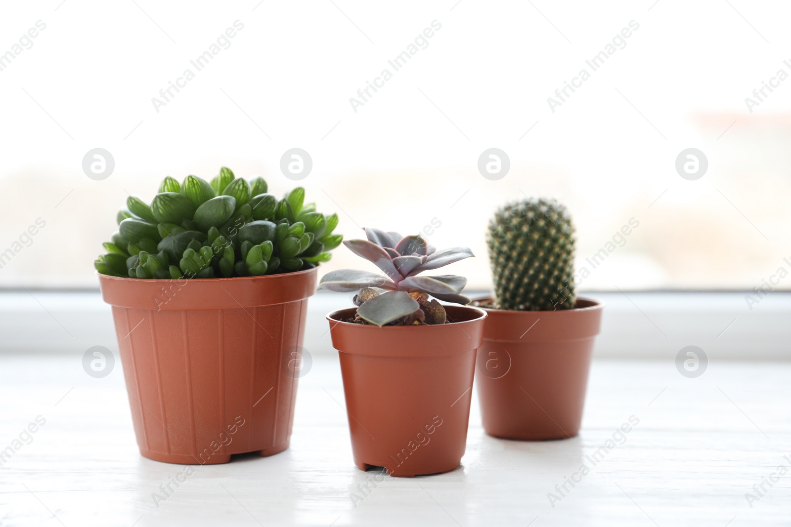 Photo of Beautiful succulent plants in pots on white wooden windowsill indoors. Home decor