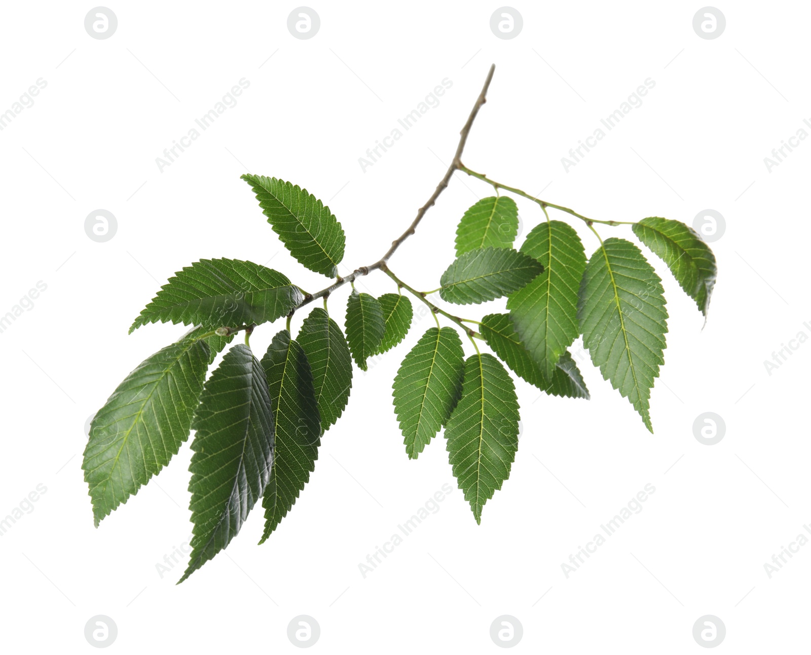 Photo of Branch of elm tree with young fresh green leaves isolated on white. Spring season