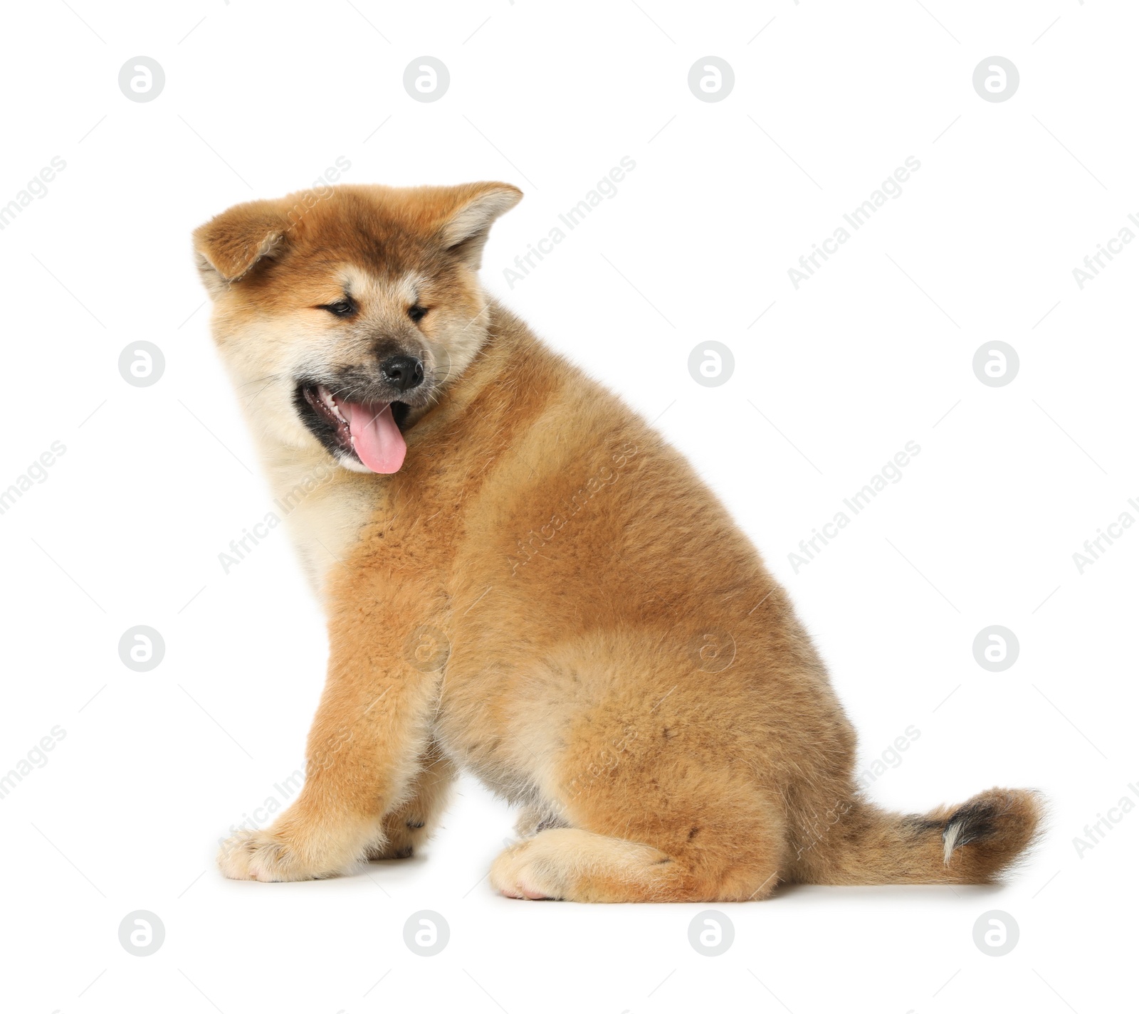 Photo of Cute Akita Inu puppy on white background. Baby animal