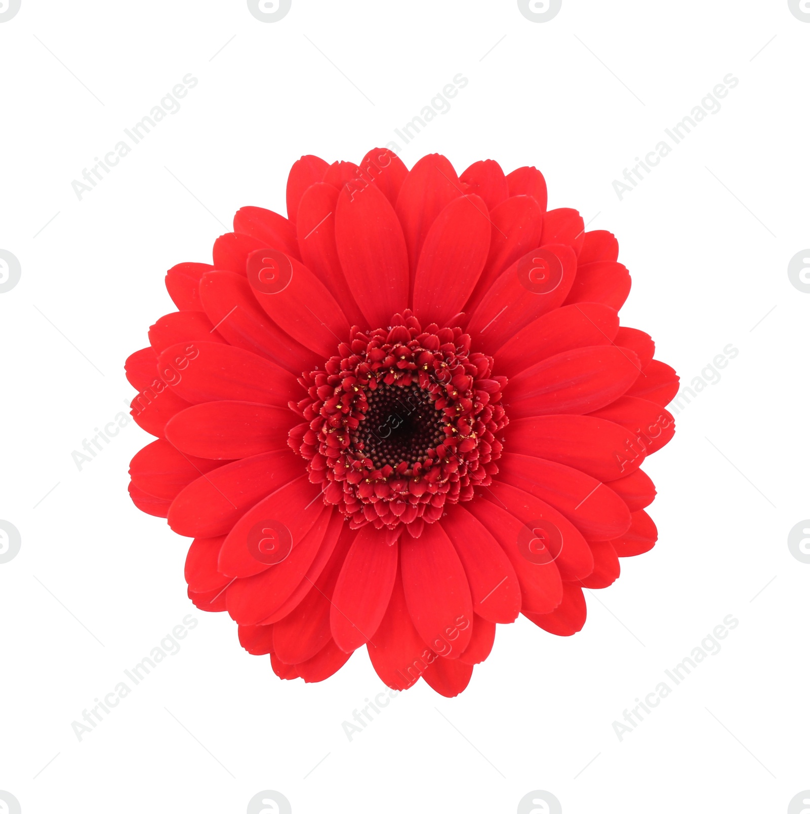 Photo of Beautiful red gerbera flower isolated on white, top view