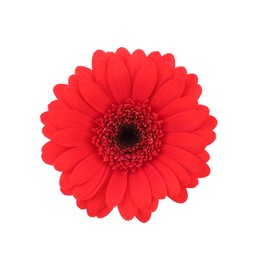 Beautiful red gerbera flower isolated on white, top view