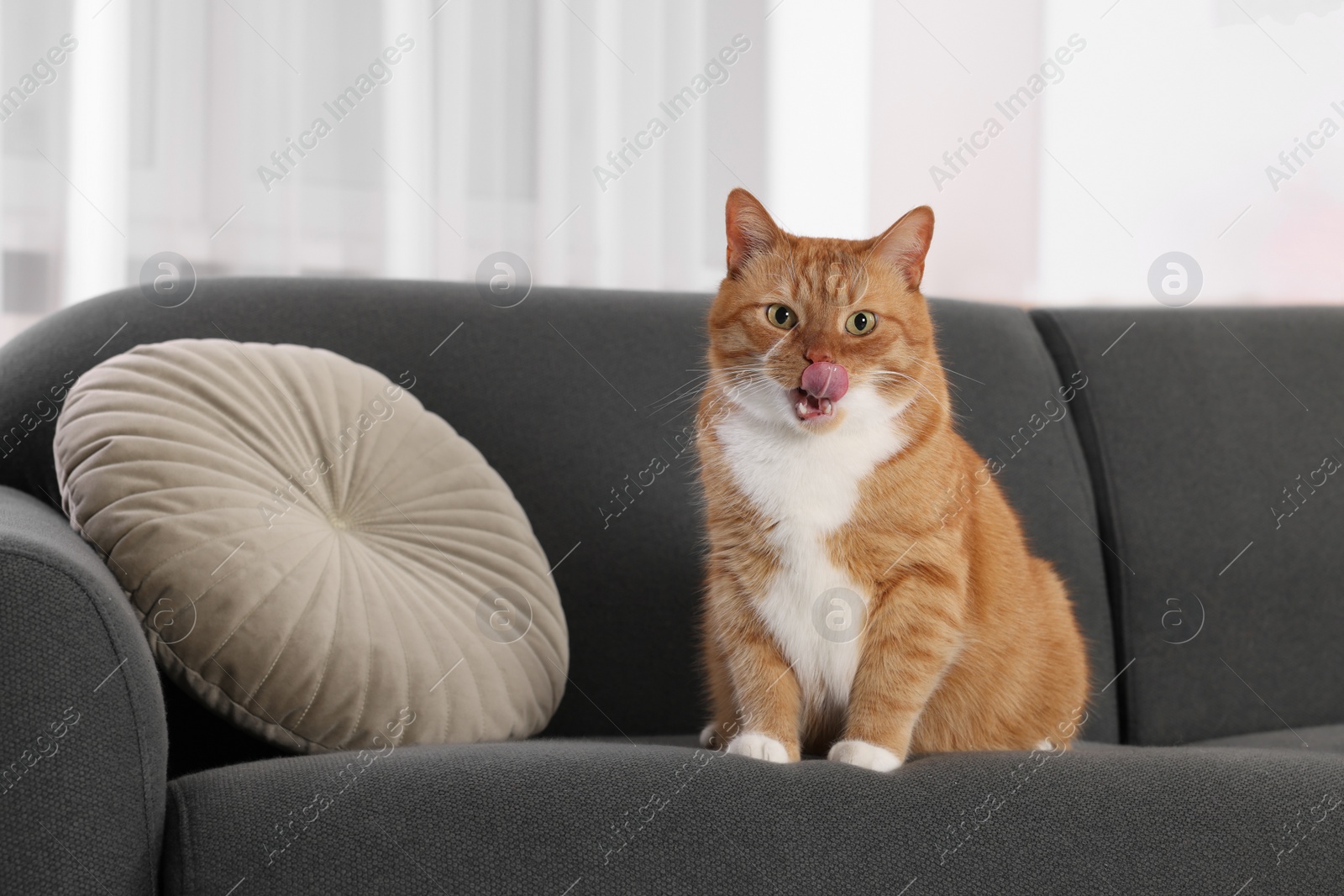 Photo of Cute fluffy ginger cat sitting on sofa at home. Space for text