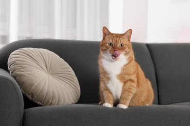 Photo of Cute fluffy ginger cat sitting on sofa at home. Space for text