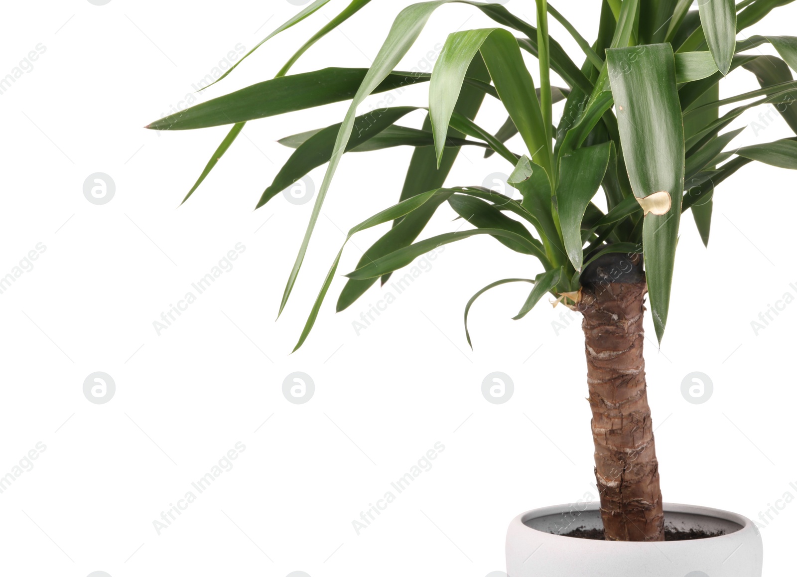 Photo of Houseplant with damaged leaves on white background, closeup