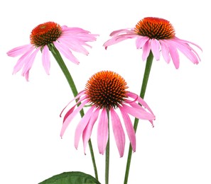 Photo of Beautiful blooming echinacea flowers isolated on white