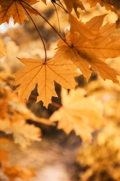 Photo of Bright leaves on blurred background, outdoors. Autumn day