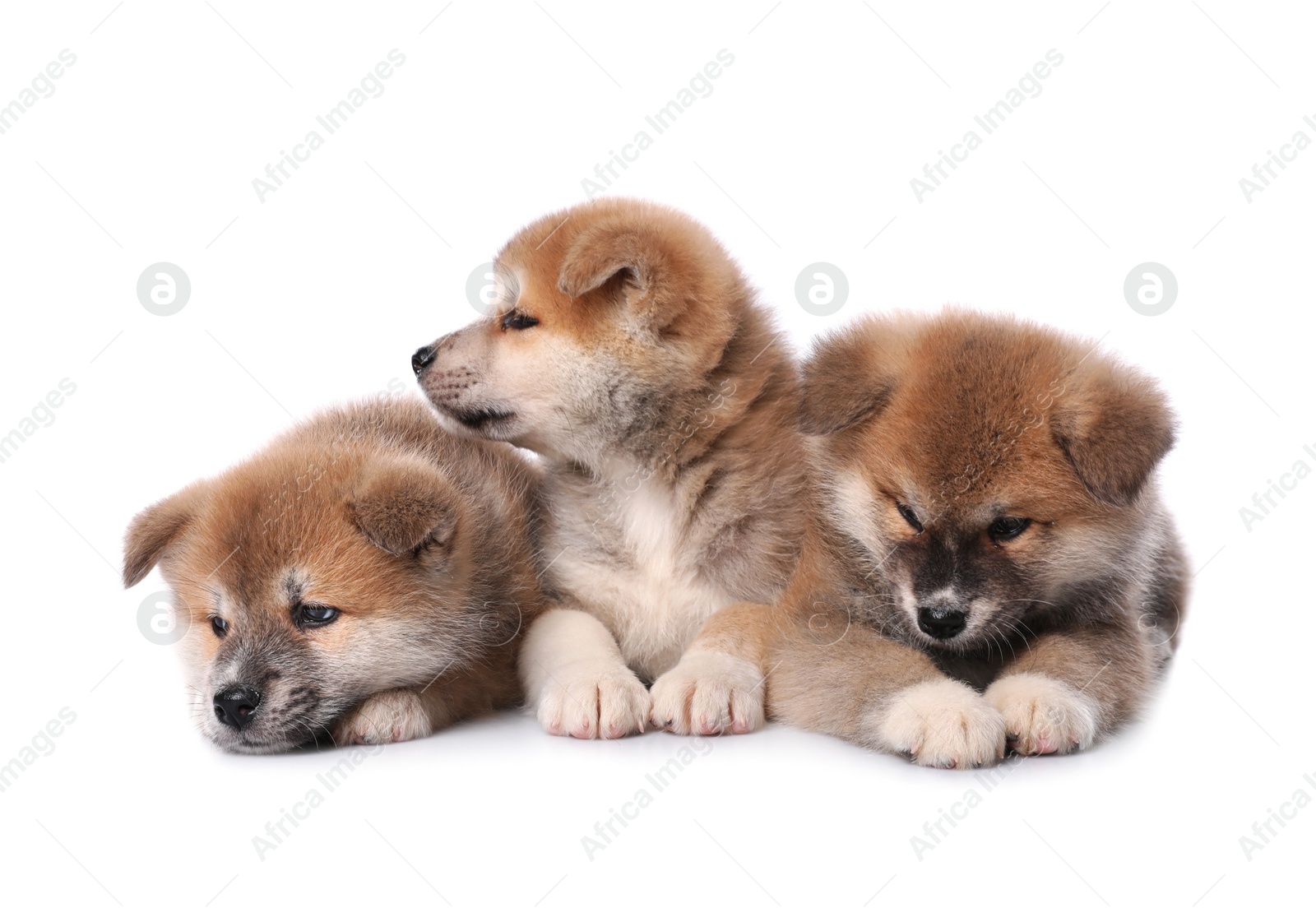 Photo of Adorable Akita Inu puppies on white background