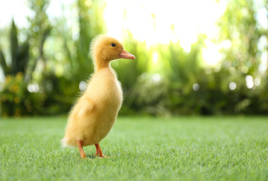 Photo of Cute fluffy baby duckling on green grass outdoors