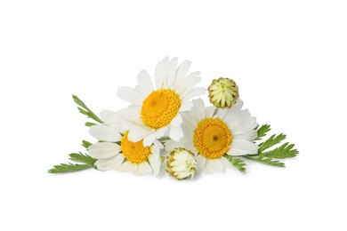 Beautiful chamomile flowers with green leaves on white background