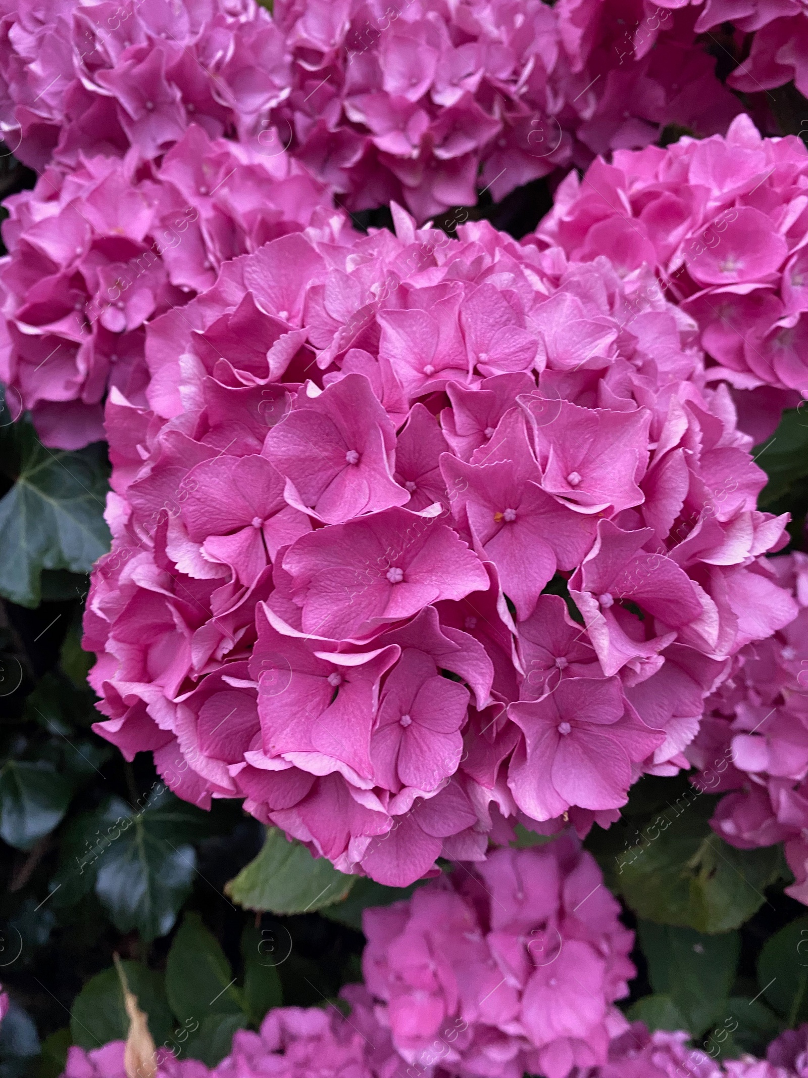 Photo of Beautiful blooming hydrangea bush with green leaves, closeup