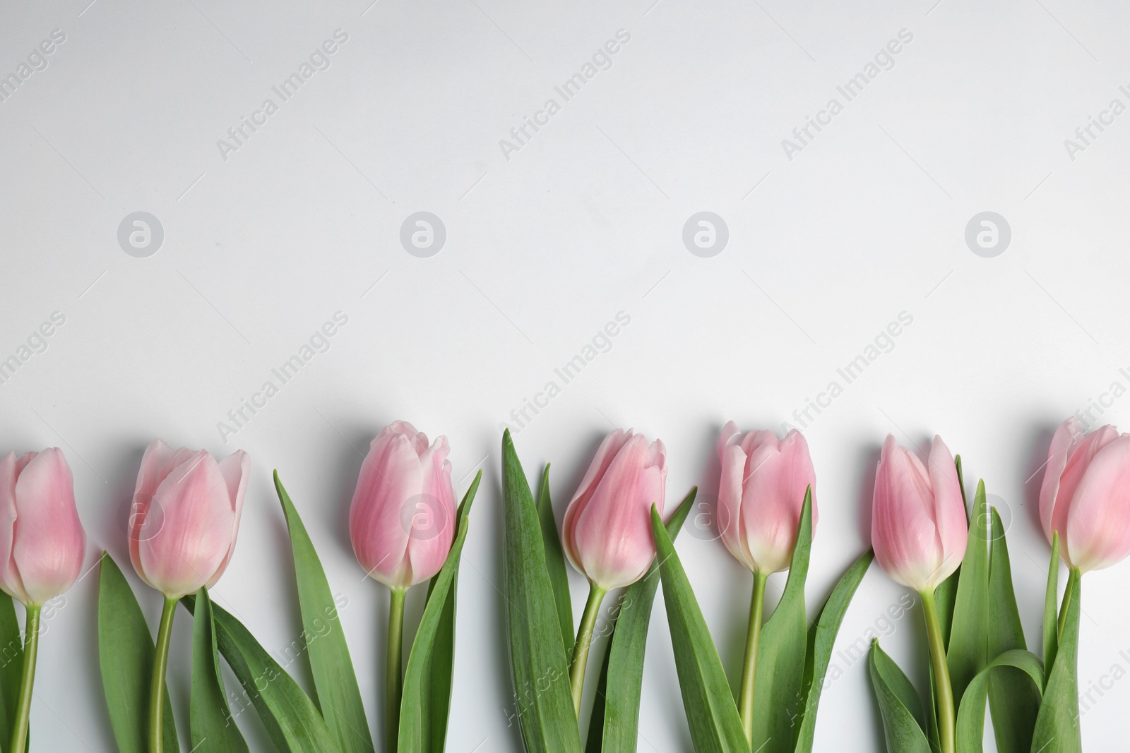 Photo of Beautiful pink spring tulips on white background, top view