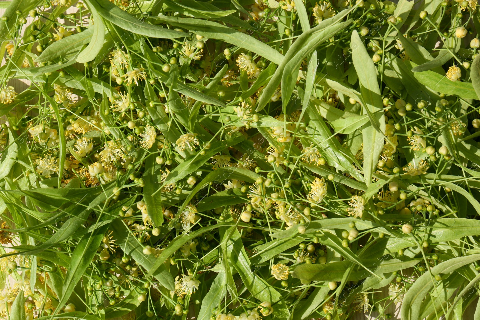 Photo of Beautiful linden blossoms and green leaves as background, top view