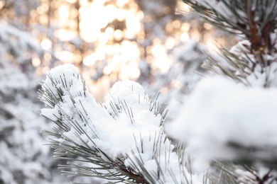 Photo of Snowy pine branches on blurred background, closeup. Winter forest