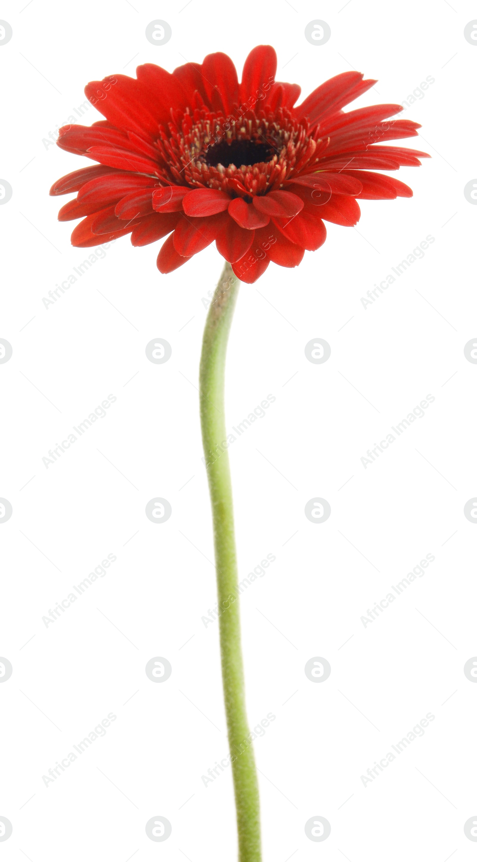 Photo of Beautiful red gerbera flower on white background