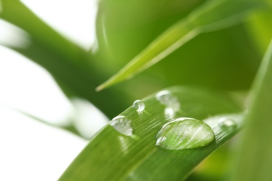 Photo of Water drops on green leaf against blurred background