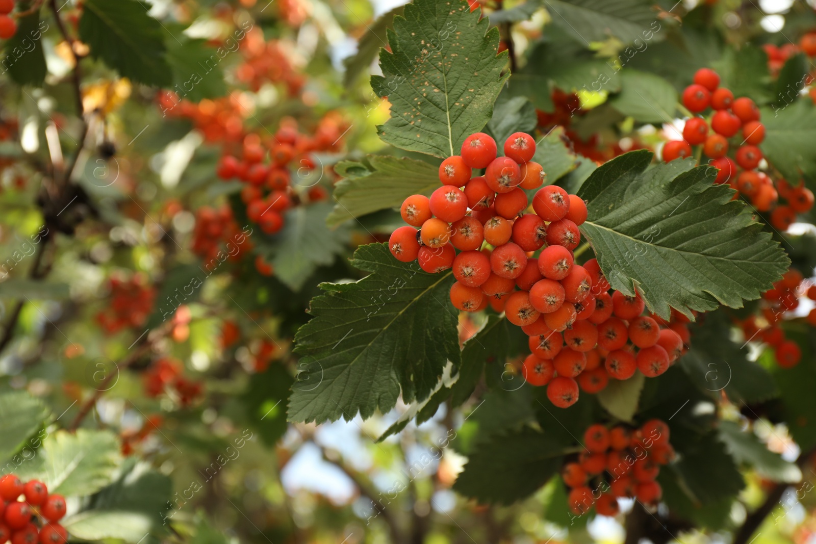 Photo of Rowan tree with many orange berries growing outdoors, closeup