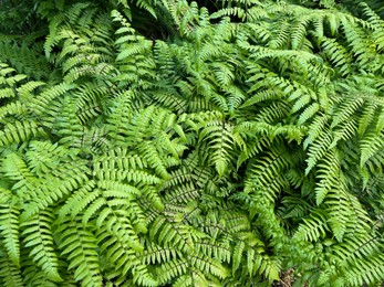 Photo of Beautiful fern plants growing outdoors on summer day