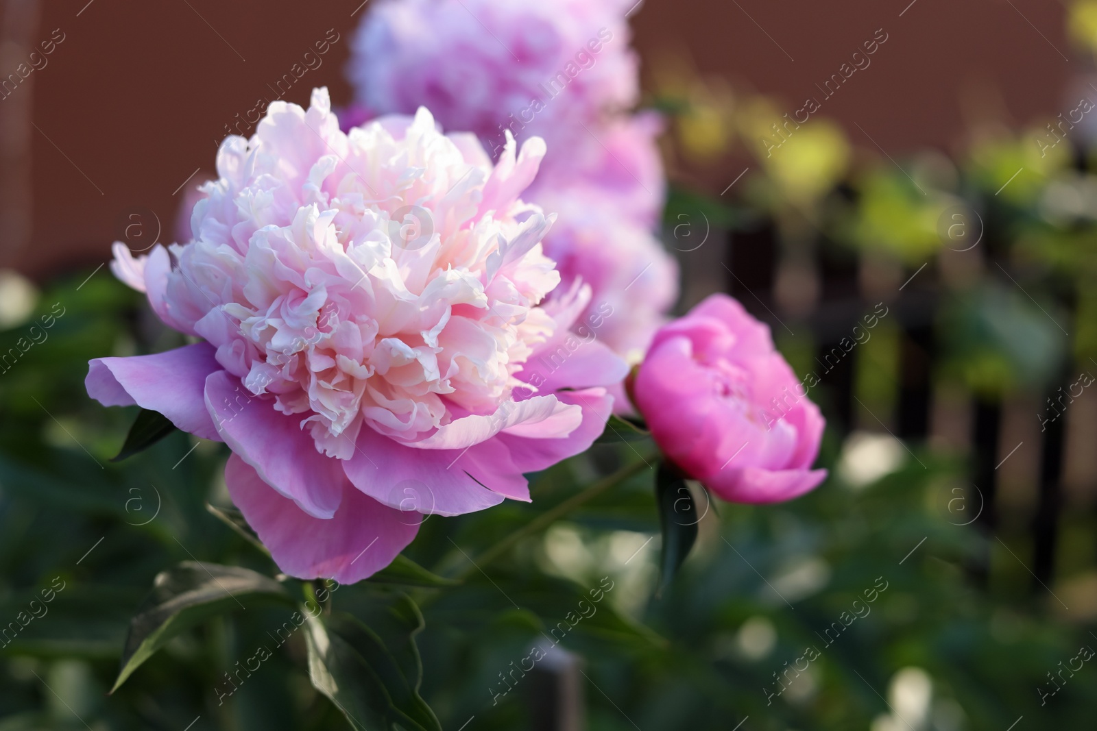 Photo of Blooming peony plant with beautiful pink flowers outdoors, closeup