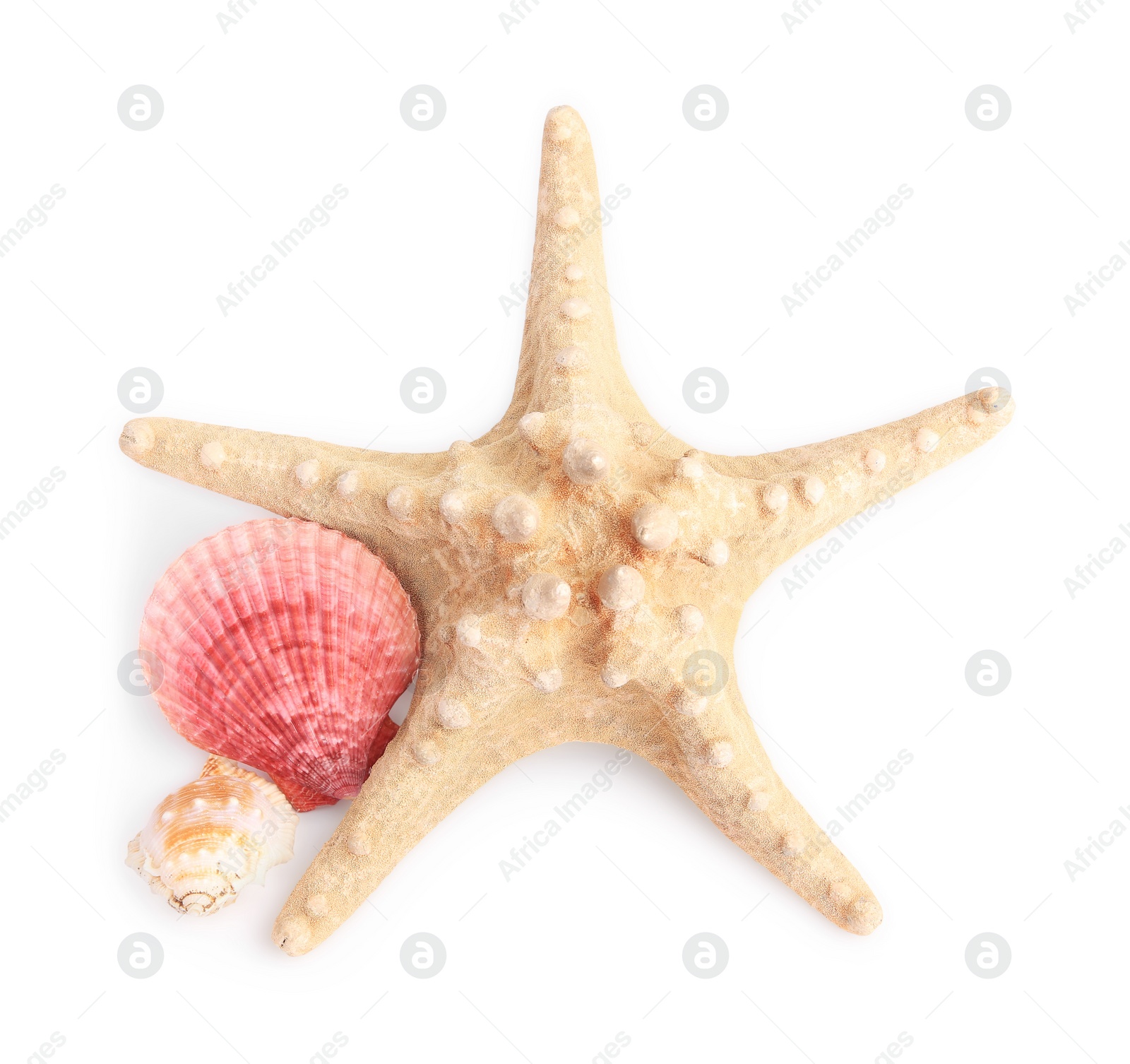 Photo of Beautiful sea star (starfish) and seashells isolated on white