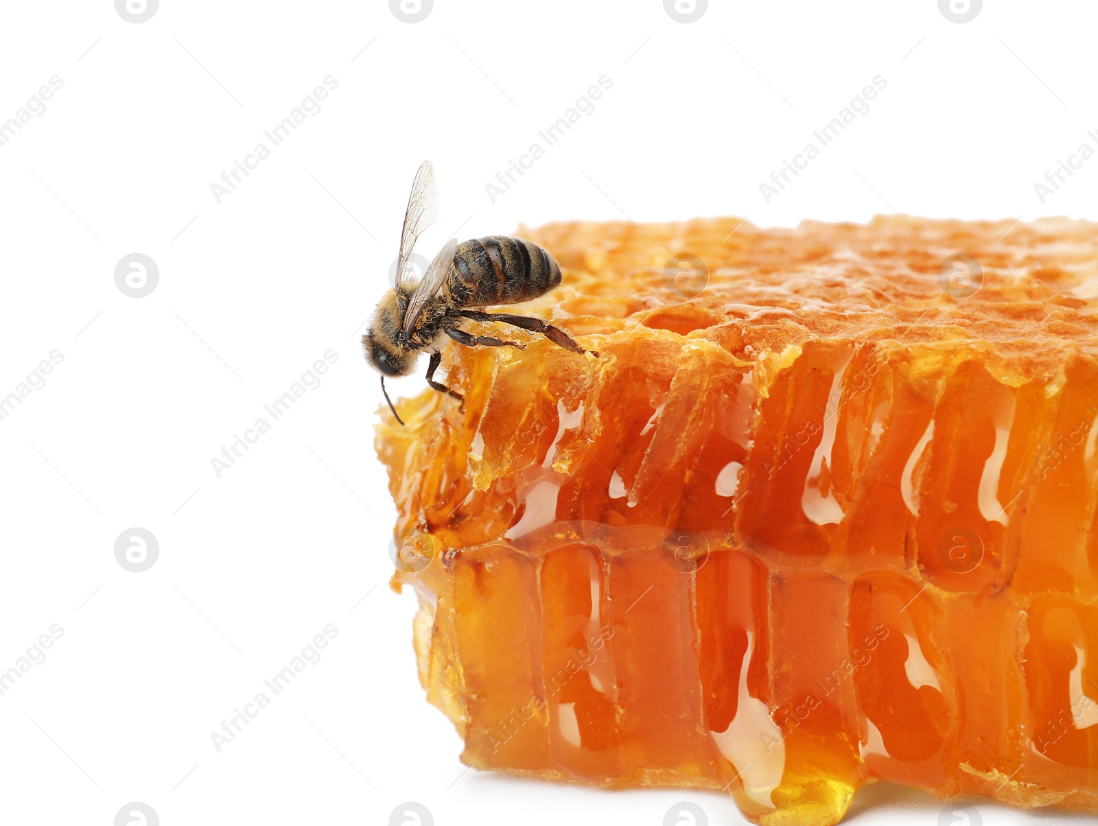 Photo of Honeycomb and bee on white background. Domesticated insect