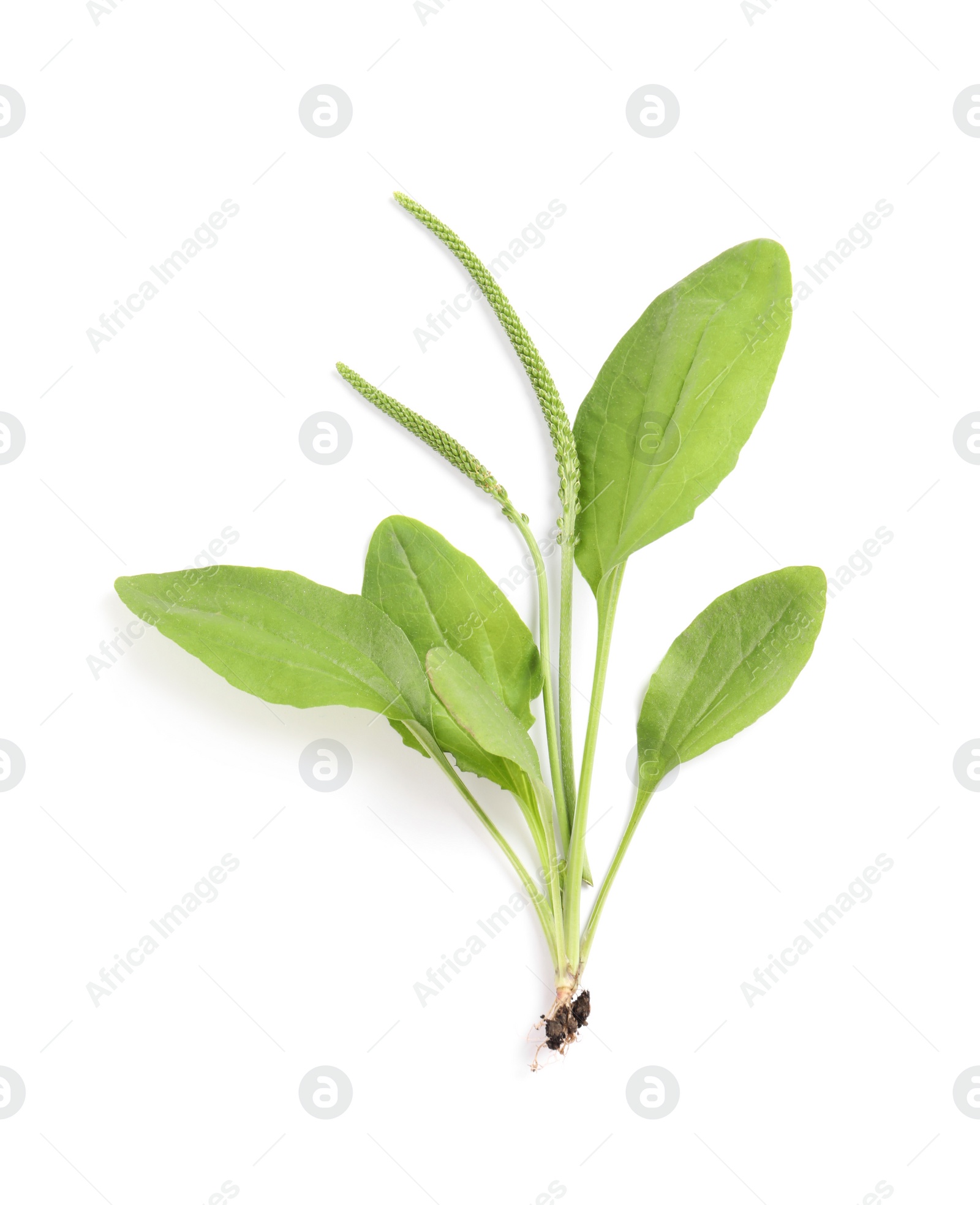 Photo of Broadleaf plantain with seeds on white background, top view. Medicinal herb
