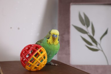Beautiful green parrot with toy on book indoors. Cute pet
