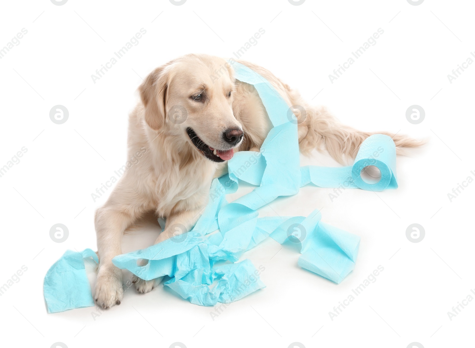 Photo of Cute dog playing with roll of toilet paper on white background