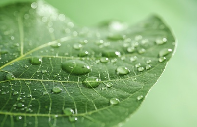 Photo of Beautiful green leaf with water drops, closeup