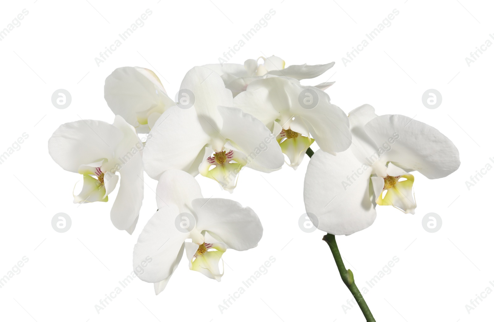 Photo of Branch with beautiful orchid flowers isolated on white