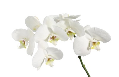 Photo of Branch with beautiful orchid flowers isolated on white