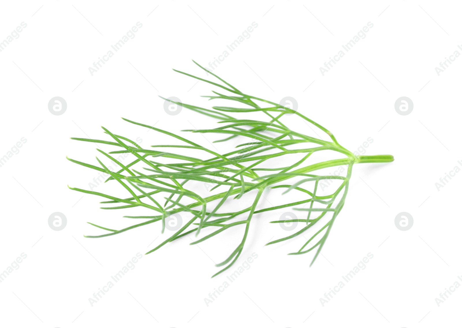 Photo of One sprig of fresh dill isolated on white