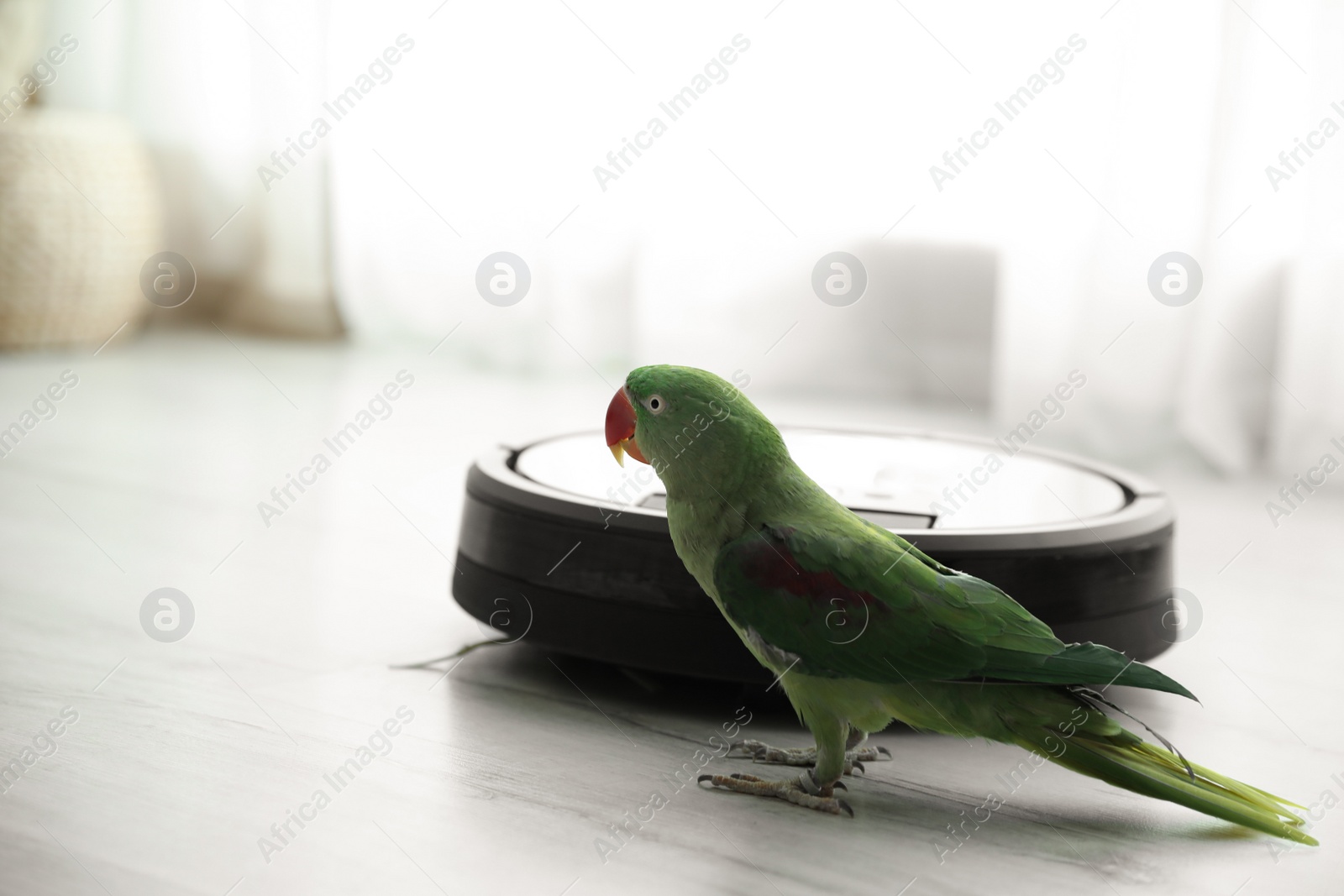 Photo of Modern robotic vacuum cleaner and Alexandrine parakeet on floor indoors