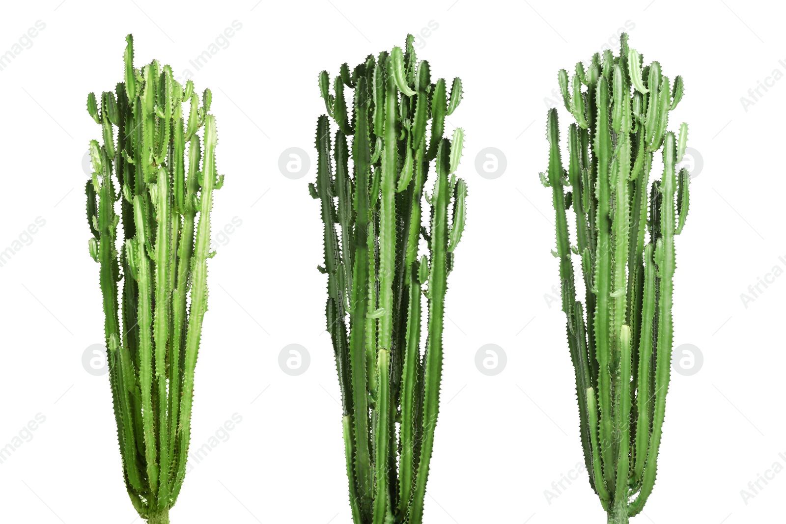 Image of Set with beautiful cactuses on white background