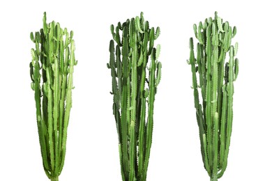 Image of Set with beautiful cactuses on white background