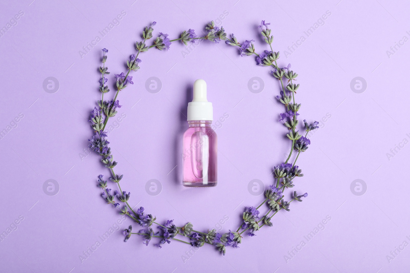 Photo of Bottle of essential oil and lavender flowers on lilac background, flat lay