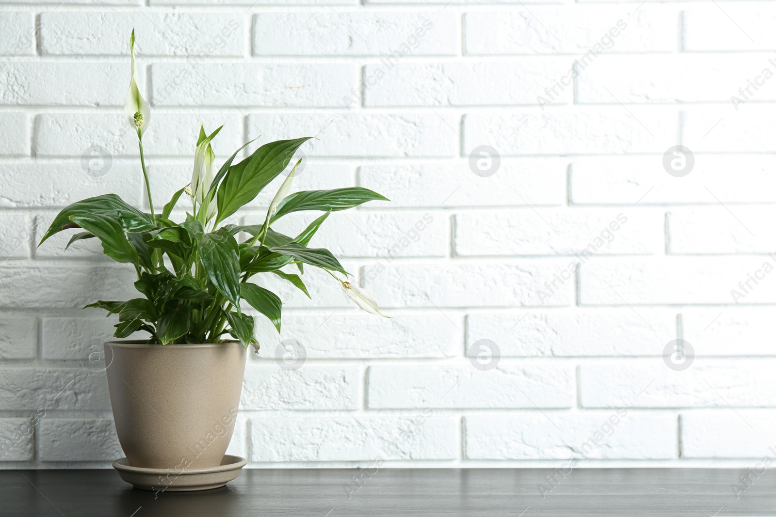 Photo of Pot with peace lily on table against brick wall. Space for text