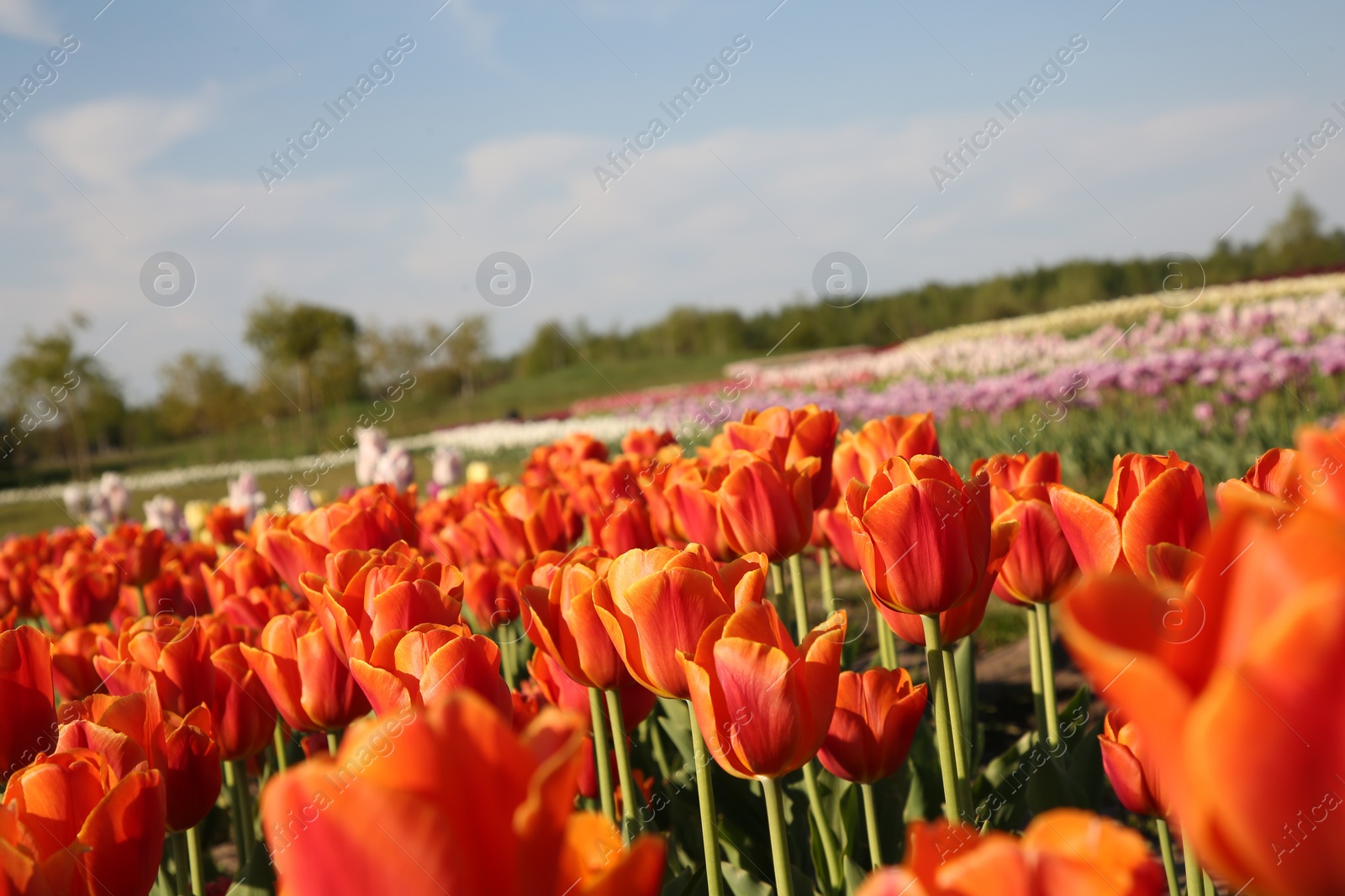 Photo of Beautiful colorful tulip flowers growing in field on sunny day