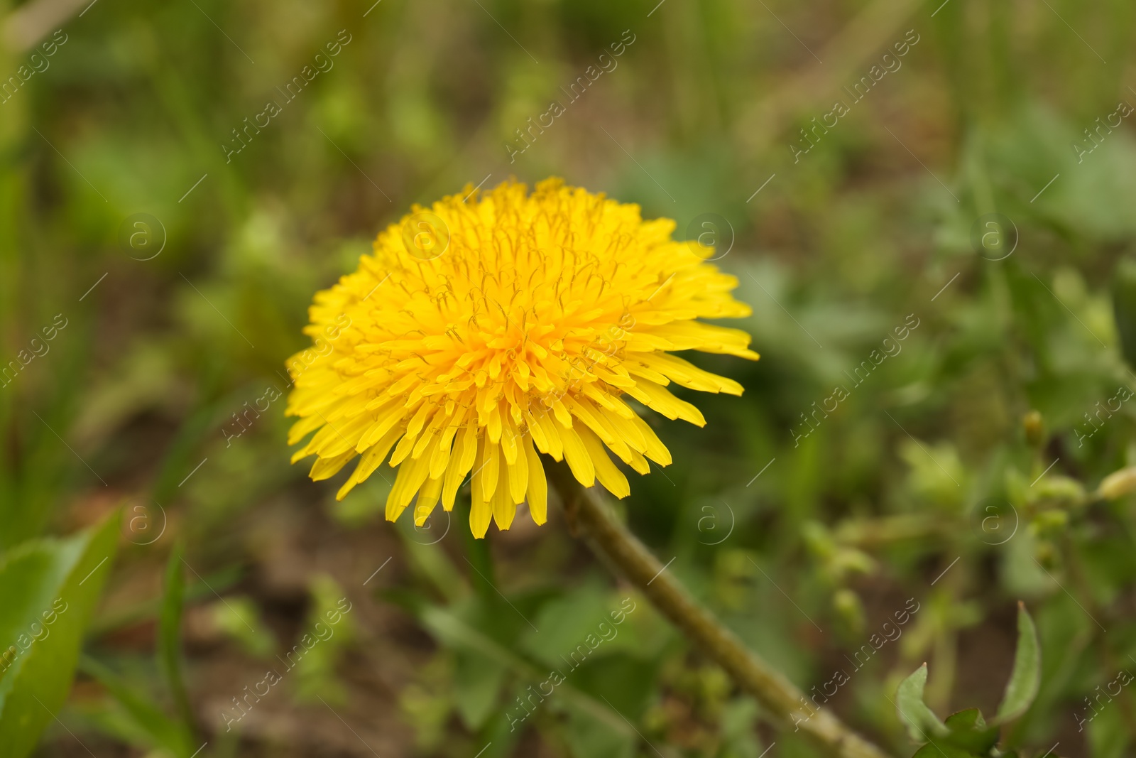 Photo of Beautiful yellow dandelion flower growing outdoors, closeup