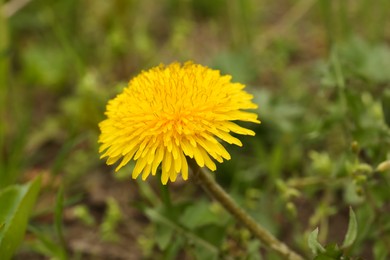 Photo of Beautiful yellow dandelion flower growing outdoors, closeup